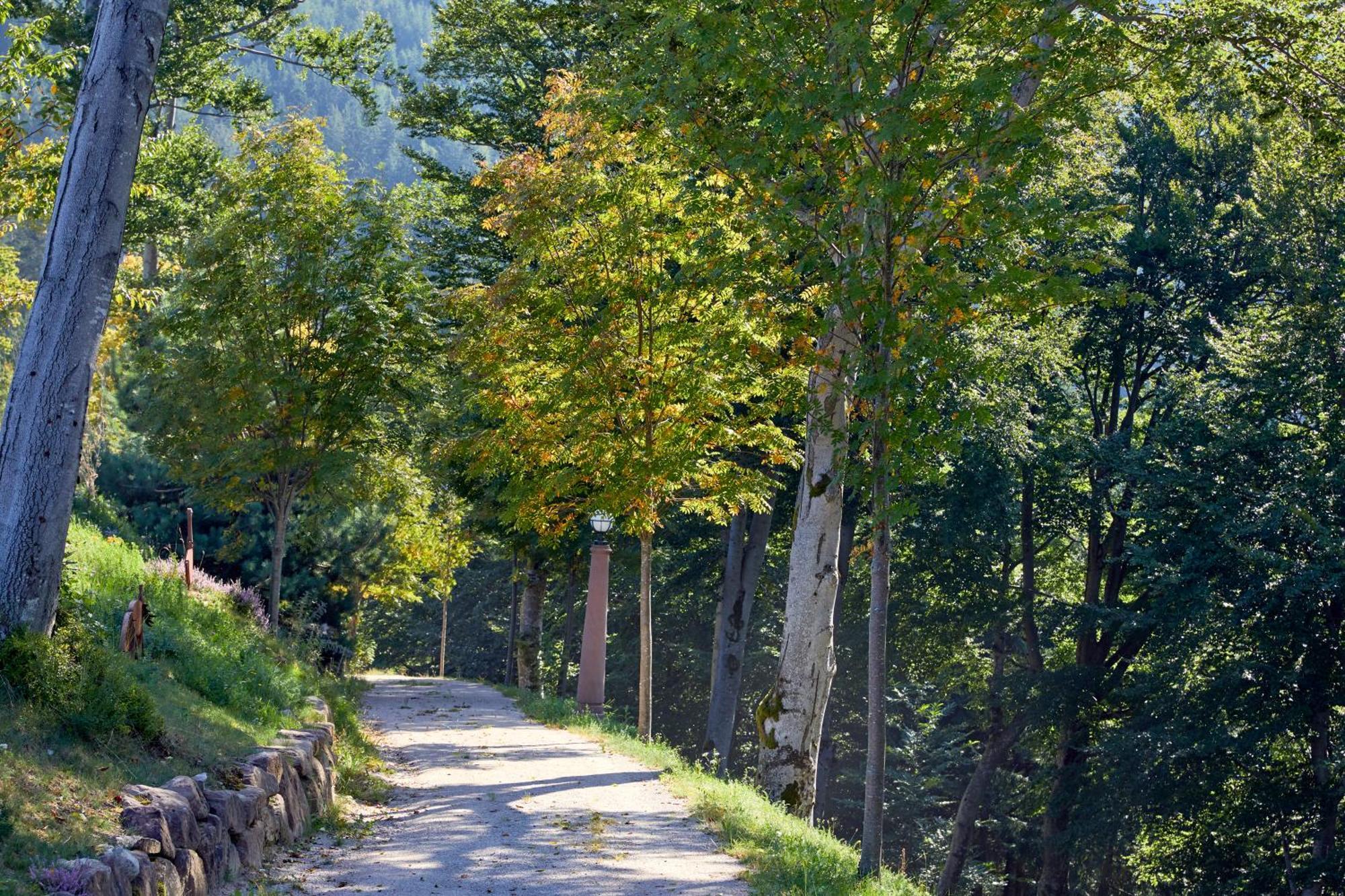 Hotel Dollenberg Bad Peterstal-Griesbach Δωμάτιο φωτογραφία